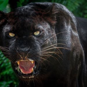 Meet your Posher, Troy